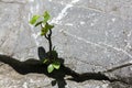 There is a small tree inserted from the rock. Royalty Free Stock Photo