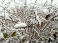 There is snow on a branch with leaves. The first snow on the leaves of the bush. The branch of the ornamental bush is covered with