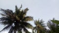 Edges of coconut trees backgrounding blue sky Royalty Free Stock Photo