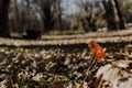 Autumn print. Portrait of still life