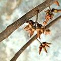 There are some flower bud here ,which on a ucalyptus` stick