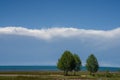 There are some prominent trees on the grassland under the blue sky and white clouds by the Qinghai Lake Royalty Free Stock Photo