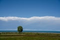 There are some prominent trees on the grassland under the blue sky and white clouds by the Qinghai Lake Royalty Free Stock Photo