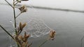 Water drops on Spider web