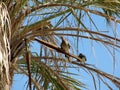 Wild pigeons on palm leaves 1701 Royalty Free Stock Photo