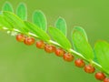 Wild plant under the sun