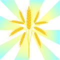 There are spikelets of wheat. Wonderful white background with sunny yellow rays.