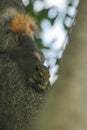 A small squirrel is climbing on a tree. Royalty Free Stock Photo