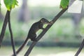 A small squirrel is climbing on a tree. Royalty Free Stock Photo