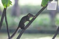 A small squirrel is climbing on a tree. Royalty Free Stock Photo