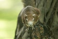 A small squirrel is climbing on a tree. Royalty Free Stock Photo