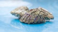 There are three beautiful fresh and delicious oysters on the blue table Royalty Free Stock Photo