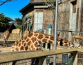 Three tall African giraffes at a zoo in California Royalty Free Stock Photo