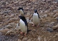 There are three cute Adelie penguins on the stone plain.