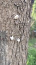There are three insect shells on a tree, and the insects have broken their shells and run away. Royalty Free Stock Photo