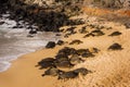 Honu Sea Turtles Rest on Beach in Hawaii