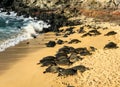 Honu Sea Turtles Rest on Beach in Hawaii Royalty Free Stock Photo