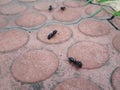 Large black ant mittting playing alls ant