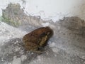 There is a toad in the old residential corridor