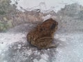 There is a toad in the old residential corridor