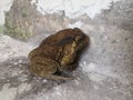 There is a toad in the old residential corridor