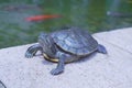 there is a turtle sitting on the concrete ledge near the water Royalty Free Stock Photo