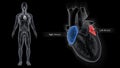 Right Atrium and Left Atrium of Heart