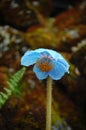 There are two beautiful blue rare ice-blue flowers in the green grass