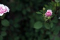 There are two beautiful pink roses in the green grass Royalty Free Stock Photo