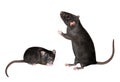 Rats black on white bg Royalty Free Stock Photo