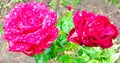There are two bright, colorful roses growing in the garden. Beautiful pink flowers and green leaves with water drops after rain Royalty Free Stock Photo