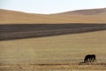 There are two brown wild horses eating grass at the foot of the mountain Royalty Free Stock Photo