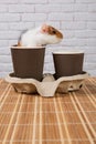 There are two cardboard glasses for tea and coffee on the table, a cute guinea pig crawls out of one glass Royalty Free Stock Photo