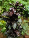 brown colour cordyline terminalis ruby at garden Royalty Free Stock Photo