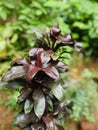 dark colour cordyline terminalis ruby at garden Royalty Free Stock Photo