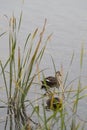 two Eastern Spot-billed ducks near the lakeshore