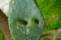 There are two holes on Nopal Cactus leaf which looks like a ghost