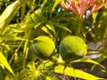 there are two pieces of jatropha plants that are still green