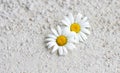 There are two white daisies on a light concrete background. Copy space. Defocus Royalty Free Stock Photo