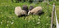 There are two white and two black sheep in the enclosure.  They eat branches and grass in the field. Royalty Free Stock Photo