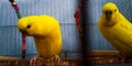 Two yellow parrots are seats into the cage Royalty Free Stock Photo