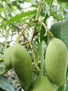 There are uninvited guests at the mango fruit, are they pests or fruit beetles Royalty Free Stock Photo