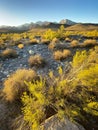 There are vast desert plants and high canyons alongside the Red Rock Canyon in Las Vegas.