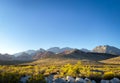 There are vast desert plants and high canyons alongside the Red Rock Canyon in Las Vegas.