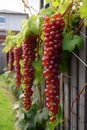 Ice super-long grapes, beard-shaped vines, the background is the garden backyard Royalty Free Stock Photo