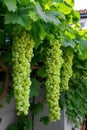 Ice super-long grapes, beard-shaped vines, the background is the garden backyard Royalty Free Stock Photo