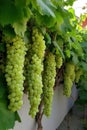 Ice super-long grapes, beard-shaped vines, the background is the garden backyard Royalty Free Stock Photo