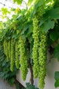 Ice super-long grapes, beard-shaped vines, the background is the garden backyard