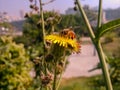 A beautiful dandelion by the side of the road.