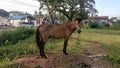 There was a horse in a very wide field and the horse was looking for food in the surrounding grass